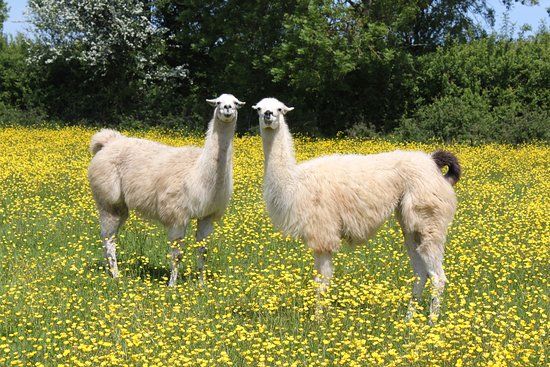 Chesworth Farm
