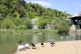 Arundel Wildfowl and Wetlands Centre
