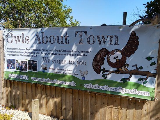 Owls about Town